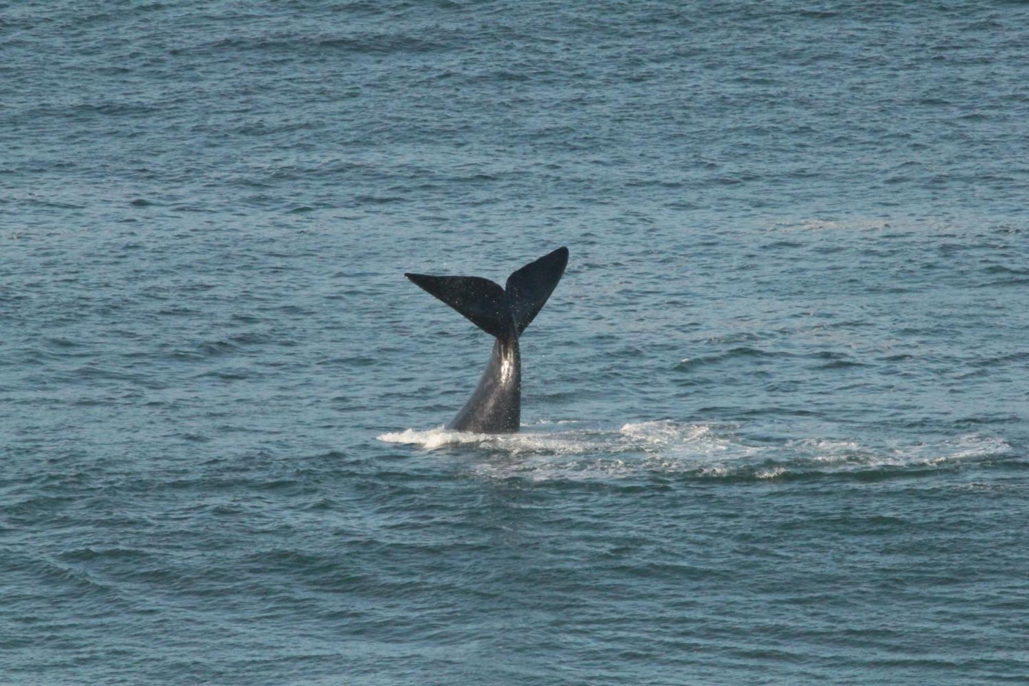 Imperani Leilighet Plettenberg Bay Eksteriør bilde