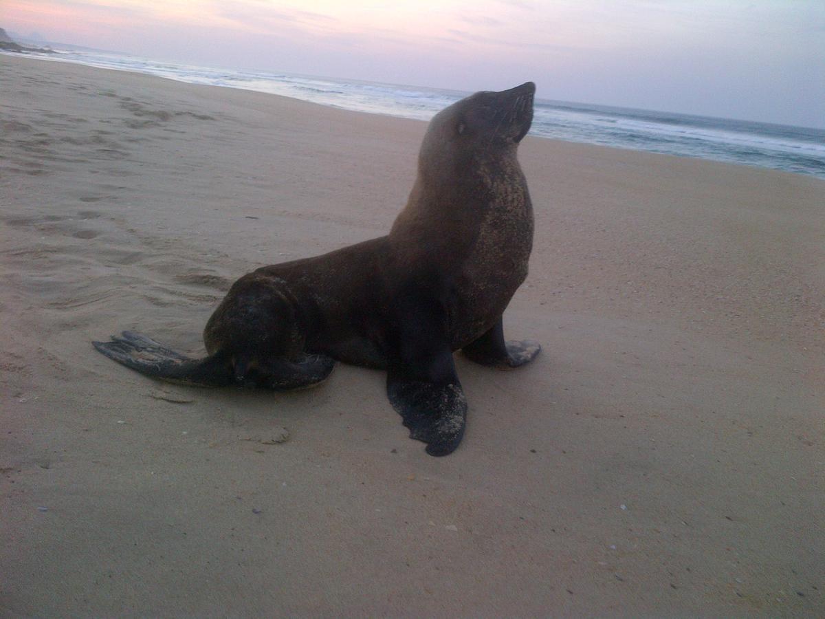 Imperani Leilighet Plettenberg Bay Eksteriør bilde